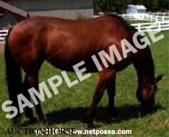 AUCTION HORSE # 393